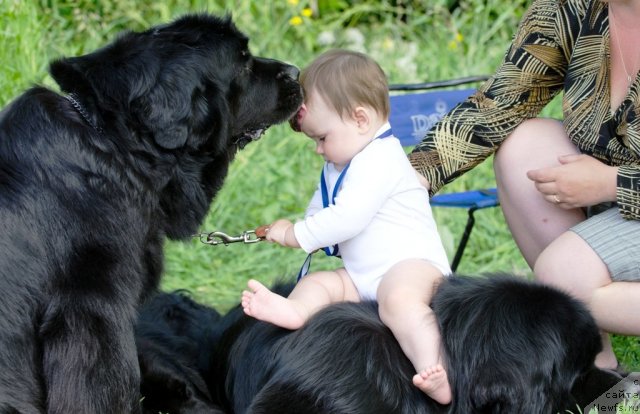 Фото: ньюфаундленд Arabella Doch' Vivata (Арабелла Дочь Вивата), Tat'yana Komissarova (Татьяна Комиссарова)