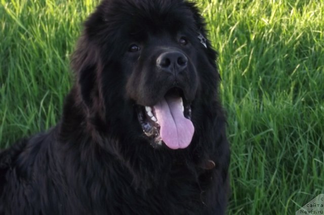 Фото: ньюфаундленд Ar'e CHernaya Sensaciya Parmyi (Арье Черная Сенсация Пармы)