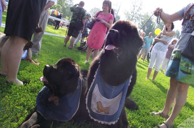 Фото: ньюфаундленд Undercover Angel Nuo Ozo Kalvu, ньюфаундленд Ar'e CHernaya Sensaciya Parmyi (Арье Черная Сенсация Пармы)