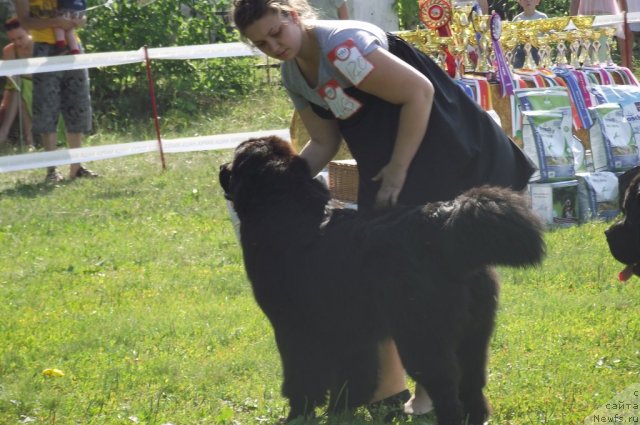 Фото: ньюфаундленд Ar'e CHernaya Sensaciya Parmyi (Арье Черная Сенсация Пармы)