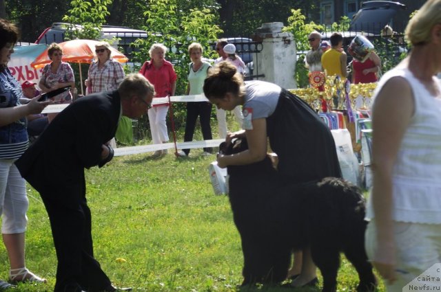 Фото: ньюфаундленд Ar'e CHernaya Sensaciya Parmyi (Арье Черная Сенсация Пармы)