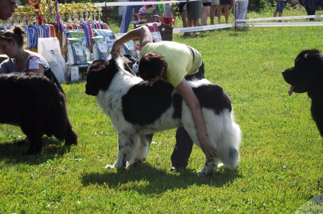 Фото: ньюфаундленд Blyek Diamond Agidel' ot Potapa Teodorro (Блэк Диамонд Агидель от Потапа Теодорро)