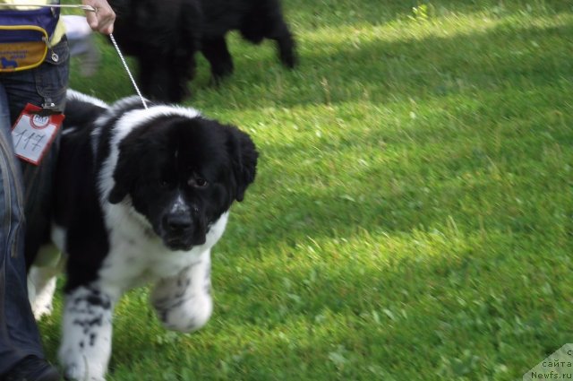 Фото: ньюфаундленд Blyek Diamond Agidel' ot Potapa Teodorro (Блэк Диамонд Агидель от Потапа Теодорро)