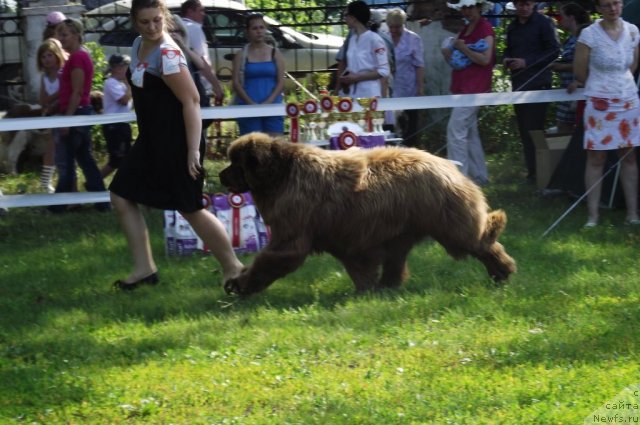 Фото: ньюфаундленд Komandor iz Medvej'ego YAra (Командор из Медвежьего Яра)
