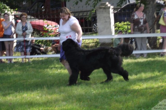 Фото: ньюфаундленд Undercover Angel Nuo Ozo Kalvu