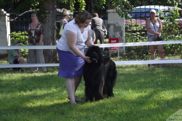 Фото: ньюфаундленд Undercover Angel Nuo Ozo Kalvu
