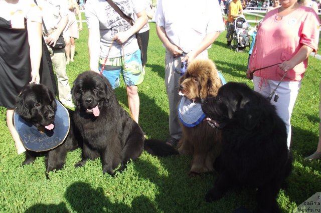 Фото: ньюфаундленд Undercover Angel Nuo Ozo Kalvu, ньюфаундленд Ar'e CHernaya Sensaciya Parmyi (Арье Черная Сенсация Пармы), ньюфаундленд Komandor iz Medvej'ego YAra (Командор из Медвежьего Яра)