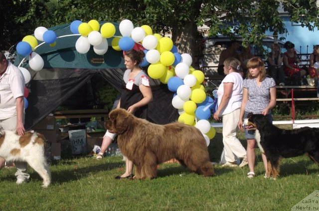Фото: ньюфаундленд Komandor iz Medvej'ego YAra (Командор из Медвежьего Яра)