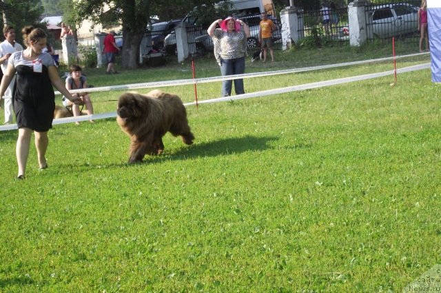 Фото: ньюфаундленд Komandor iz Medvej'ego YAra (Командор из Медвежьего Яра)