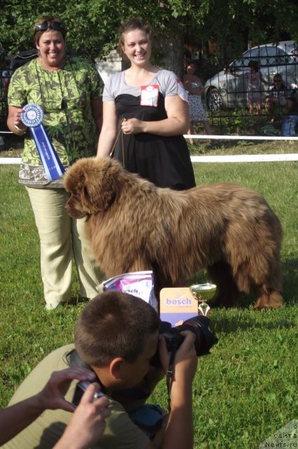 Фото: ньюфаундленд Komandor iz Medvej'ego YAra (Командор из Медвежьего Яра), Ekaterina Plotnikova (Екатерина Плотникова)
