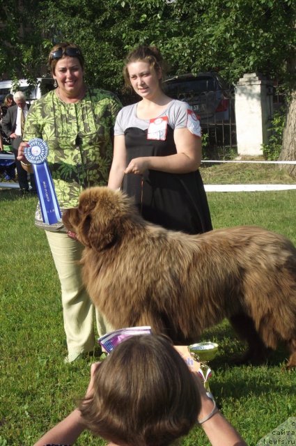 Фото: ньюфаундленд Komandor iz Medvej'ego YAra (Командор из Медвежьего Яра)