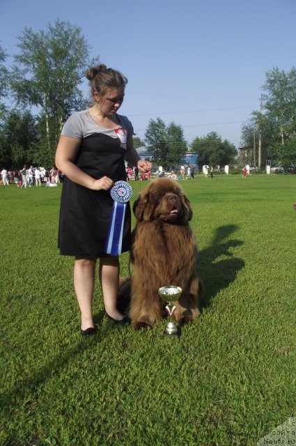 Фото: ньюфаундленд Komandor iz Medvej'ego YAra (Командор из Медвежьего Яра), Ekaterina Plotnikova (Екатерина Плотникова)