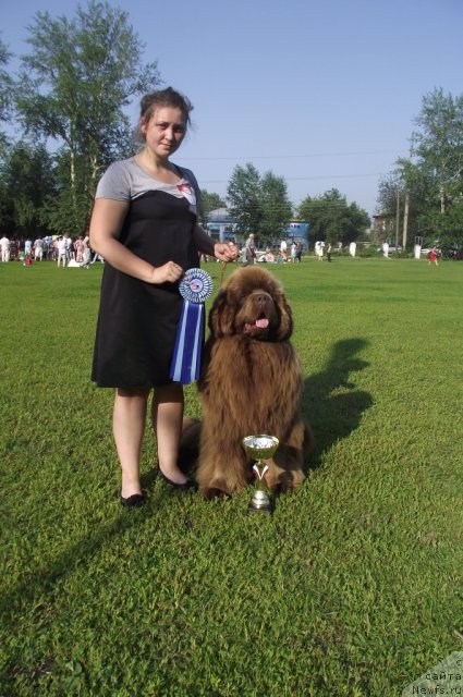 Фото: ньюфаундленд Komandor iz Medvej'ego YAra (Командор из Медвежьего Яра), Ekaterina Plotnikova (Екатерина Плотникова)