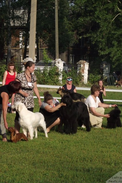 Фото: ньюфаундленд Ar'e CHernaya Sensaciya Parmyi (Арье Черная Сенсация Пармы)