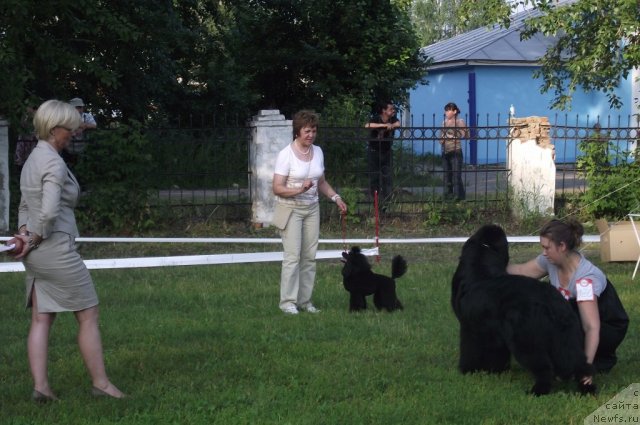 Фото: ньюфаундленд Ar'e CHernaya Sensaciya Parmyi (Арье Черная Сенсация Пармы)
