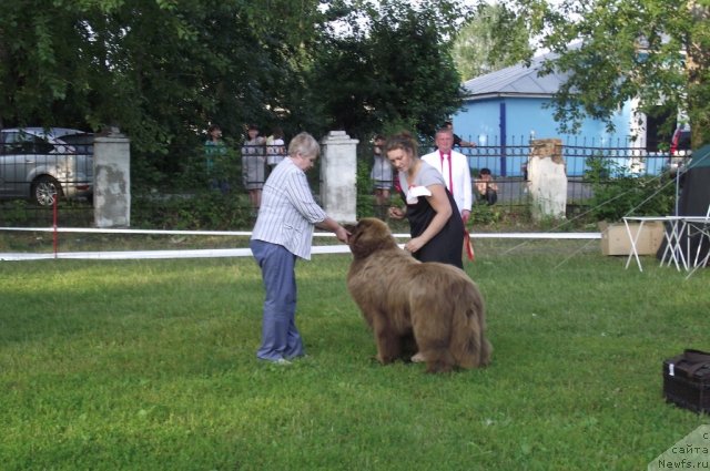 Фото: ньюфаундленд Komandor iz Medvej'ego YAra (Командор из Медвежьего Яра)