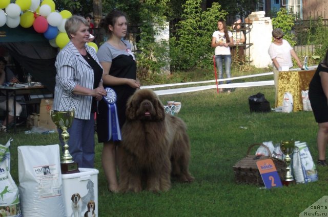 Фото: ньюфаундленд Komandor iz Medvej'ego YAra (Командор из Медвежьего Яра)