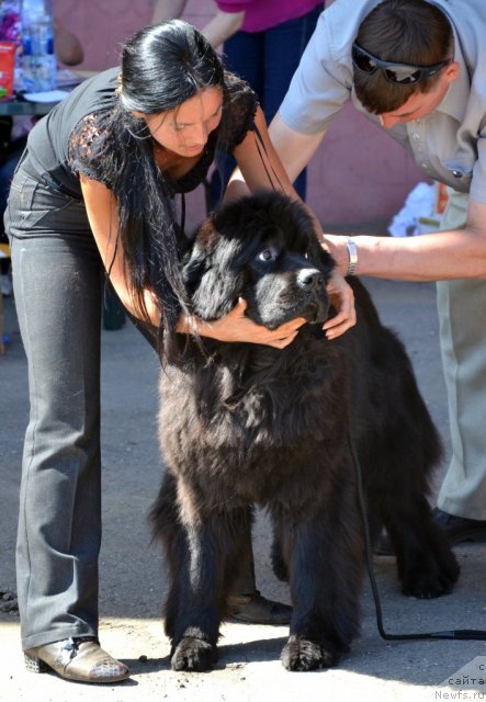 Фото: ньюфаундленд Angelo Orso Cerera (Анджело Орсо Церера)
