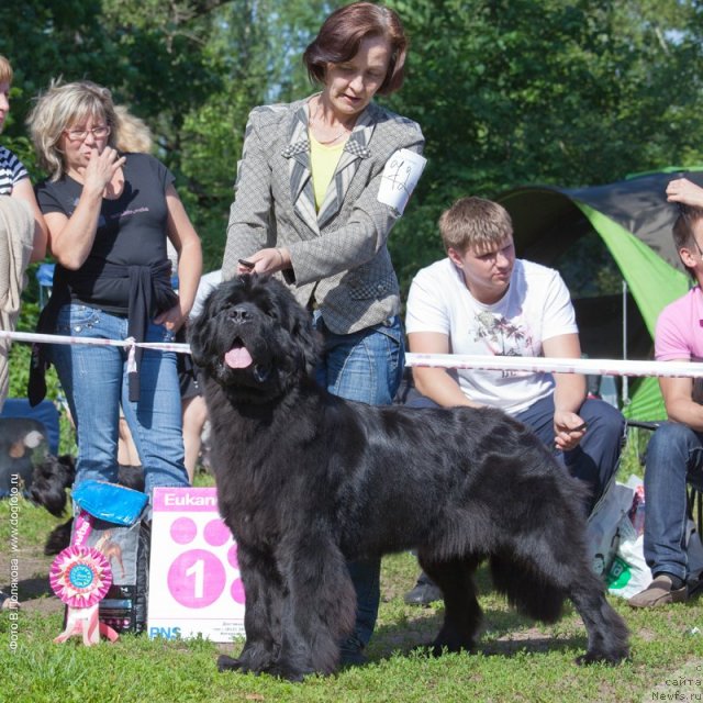 Фото: ньюфаундленд Beguschaya po Volnam Zephirine Drouhin (Бегущая по Волнам Зефирин Друэн)