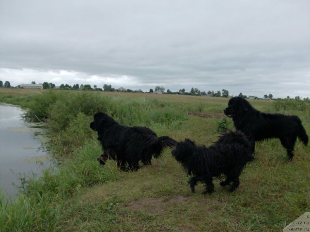 Фото: Фрося, ньюфаундленд Baryishnya (Барышня), ньюфаундленд Kaiden Playful (Кайден Плейфул)