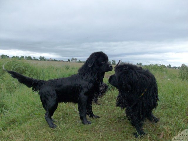 Фото: ньюфаундленд Kaiden Playful (Кайден Плейфул), ньюфаундленд Baryishnya (Барышня)