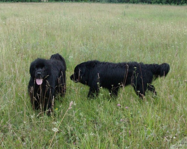 Фото: ньюфаундленд Baryishnya (Барышня), ньюфаундленд Kaiden Playful (Кайден Плейфул)
