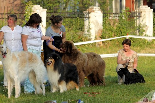 Фото: ньюфаундленд Komandor iz Medvej'ego YAra (Командор из Медвежьего Яра), Ekaterina Plotnikova (Екатерина Плотникова)
