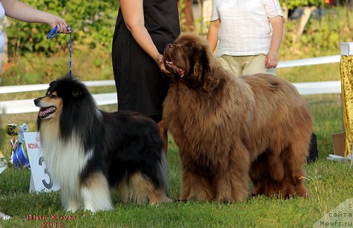 Фото: ньюфаундленд Komandor iz Medvej'ego YAra (Командор из Медвежьего Яра)