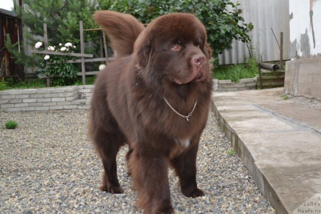 Фото: ньюфаундленд Aquatoriya Kelvin Riverdance (Акватория Келвин Риверданс)