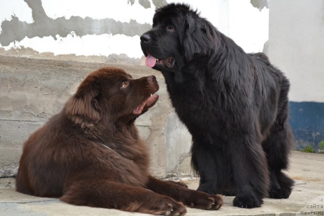 Фото: ньюфаундленд Aquatoriya Kelvin Riverdance (Акватория Келвин Риверданс), ньюфаундленд I'm Little Princess Midnight Bear