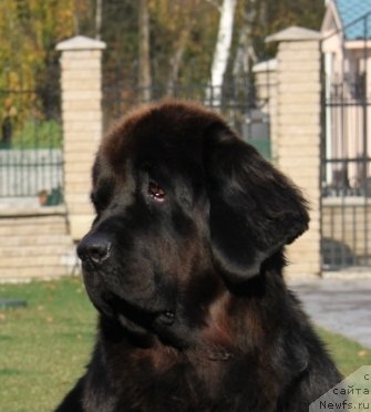 Фото: ньюфаундленд Krasotka Daniel' Grand Byebi (Красотка Даниель Гранд Бэби)