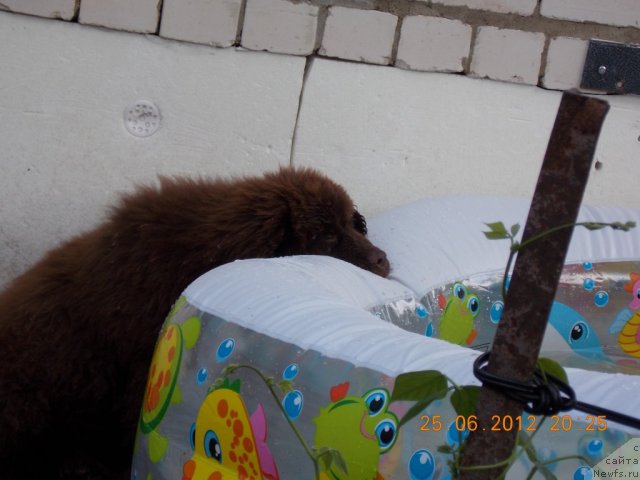 Фото: ньюфаундленд Hohotushka s Berega Dona (Хохотушка с Берега Дона)