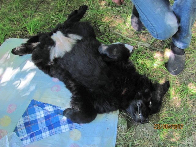 Фото: ньюфаундленд Beguschaya po Volnam Celuy Menya Krepche (Бегущая по Волнам Целуй Меня Крепче)