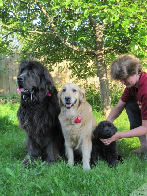 Фото: ньюфаундленд Dyurbahler Klab Al'faretta Vin'etta (Дюрбахлер Клаб Альфаретта Виньетта), Лиса, ньюфаундленд Melty Wave Marine Tifeya (Мелти Вейв Марин Тифея)