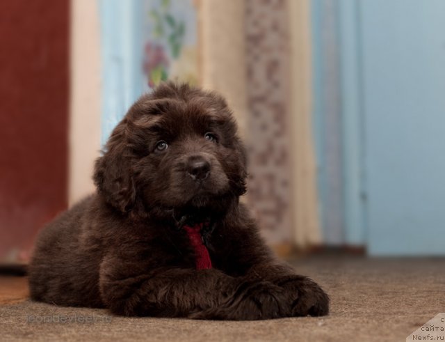 Фото: ньюфаундленд Melty Wave Marine Tifeya (Мелти Вейв Марин Тифея)