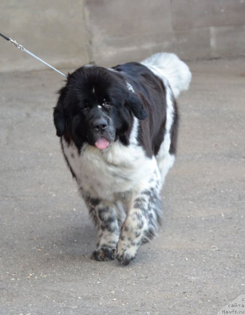 Фотография № 100335