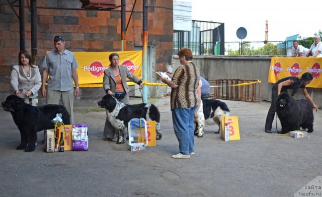 Фото: ньюфаундленд Skippers Urgent Need for Donat's Pride, ньюфаундленд Sent Djons Peppi Dlinny Chulok (Сент Джонс Пеппи Длинный Чулок), ньюфаундленд Threeponds Sunny Flower for Sent Djons, ньюфаундленд Adel Anois (Адель Аноис)