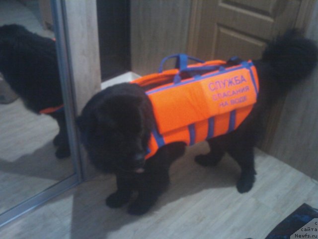 Фото: ньюфаундленд Nessi Blyek s  Lesnoy Zaimki (Несси Блэк с  Лесной Заимки)