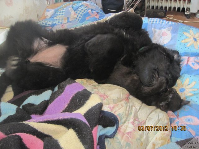 Фото: ньюфаундленд N'yufort Taym's Gold Aleksa (Ньюфорт Тайм'с Голд Алекса)