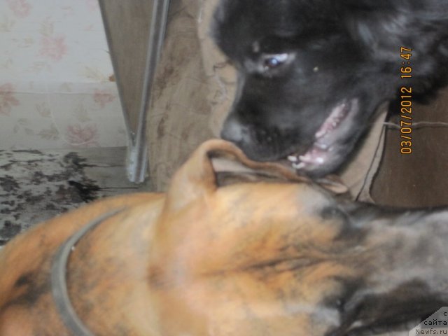 Фото: ньюфаундленд N'yufort Taym's Gold Aleksa (Ньюфорт Тайм'с Голд Алекса)