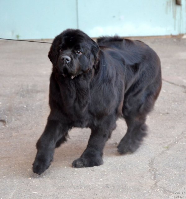 Фотография № 100351