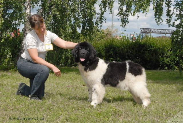 Фото: ньюфаундленд Callistos Resolution