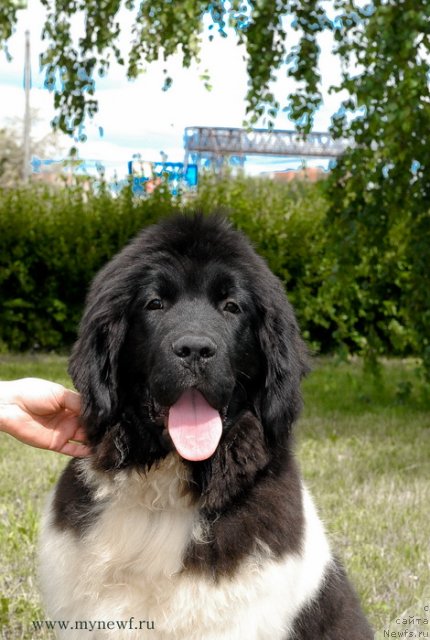 Фото: ньюфаундленд Callistos Resolution