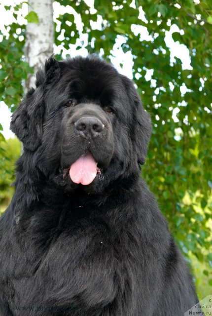 Фото: ньюфаундленд Sent Djons Richard Black Gold (Сент Джонс Ричард Блек Голд)