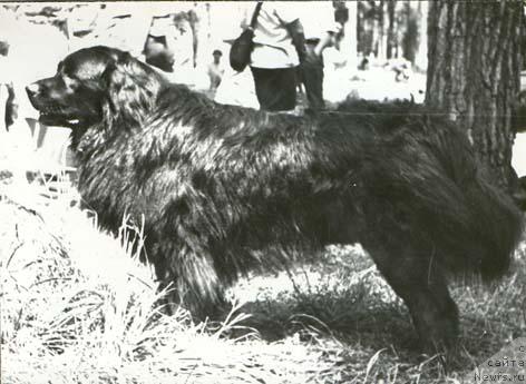 Фото: ньюфаундленд Top Geri (Топ Гери)