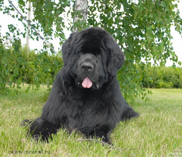 Фото: ньюфаундленд Sent Djons Richard Black Gold (Сент Джонс Ричард Блек Голд)