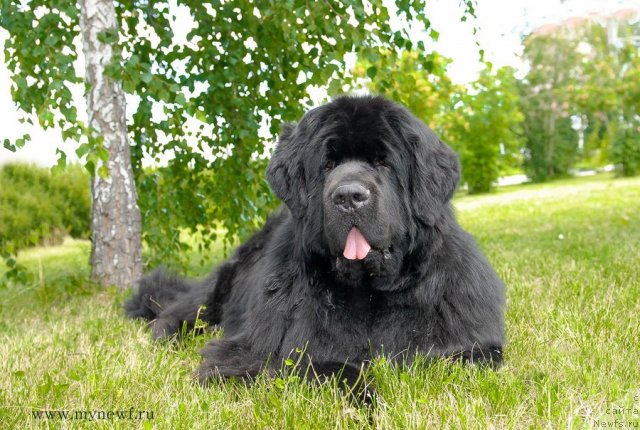 Фото: ньюфаундленд Sent Djons Richard Black Gold (Сент Джонс Ричард Блек Голд)