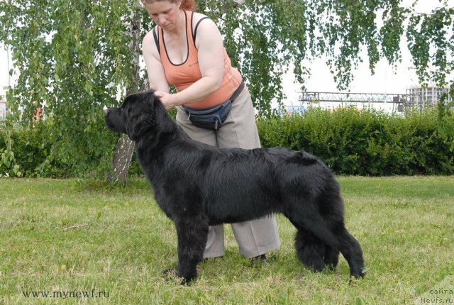 Фото: ньюфаундленд Sent Djons YU May Lav (Сент Джонс Ю Май Лав)