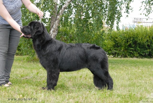 Фото: ньюфаундленд Sent Djons YU May Lav (Сент Джонс Ю Май Лав)