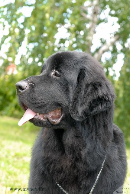 Фото: ньюфаундленд Sent Djons YU May Lav (Сент Джонс Ю Май Лав)